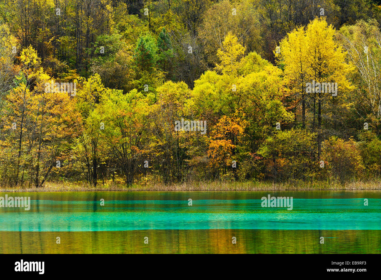 Five Flower Lake in autumnal environment, Jiuzhaigou National Park, UNESCO World Heritage Site, Sichuan Province, China Stock Photo