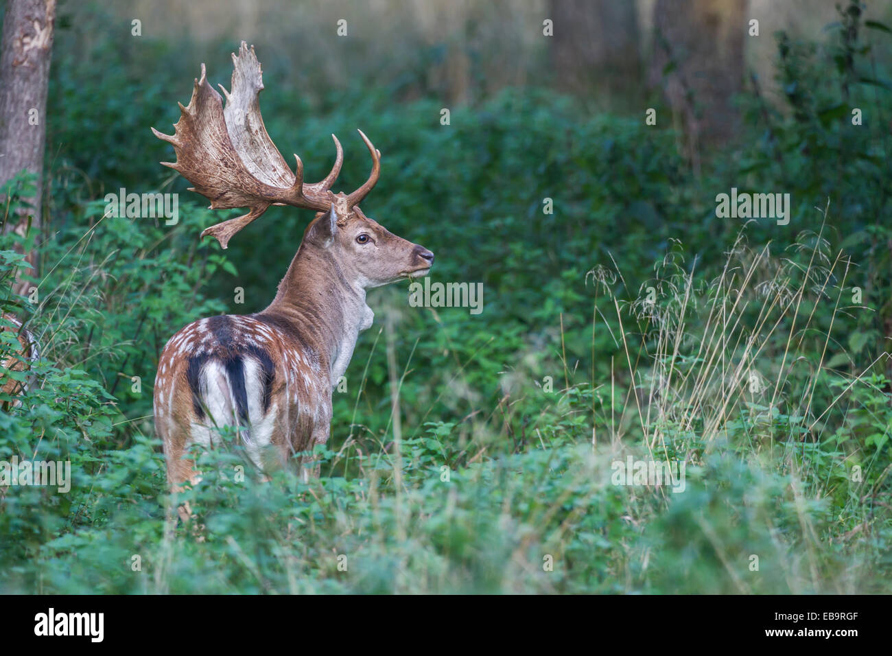 Fallow Deer (Dama dama), Copenhagen, Denmark Stock Photo