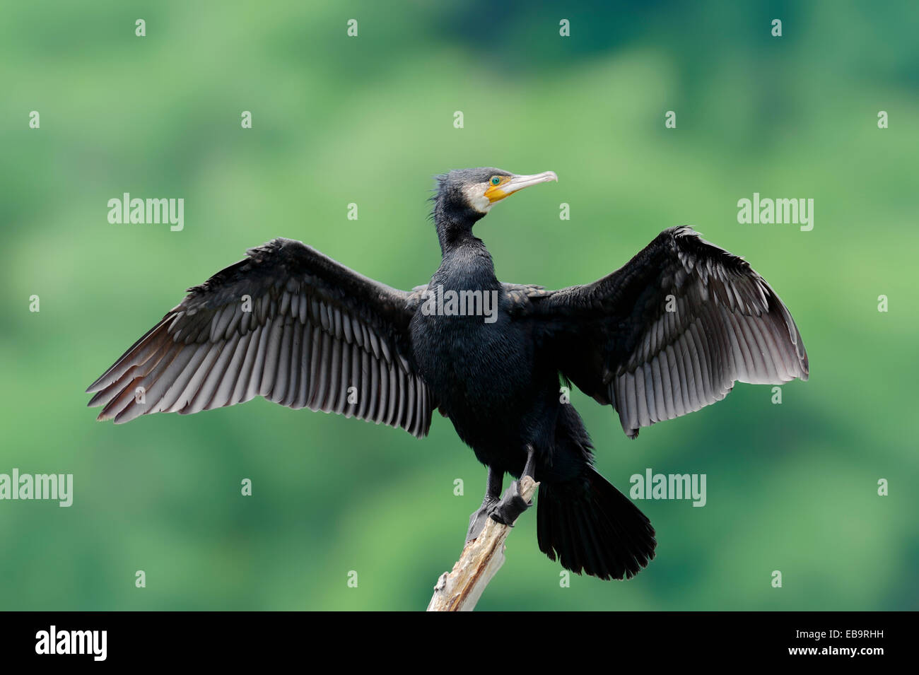 Great Cormorant (Phalacrocorax carbo) with wings outstretched, Central Macedonia, Greece Stock Photo