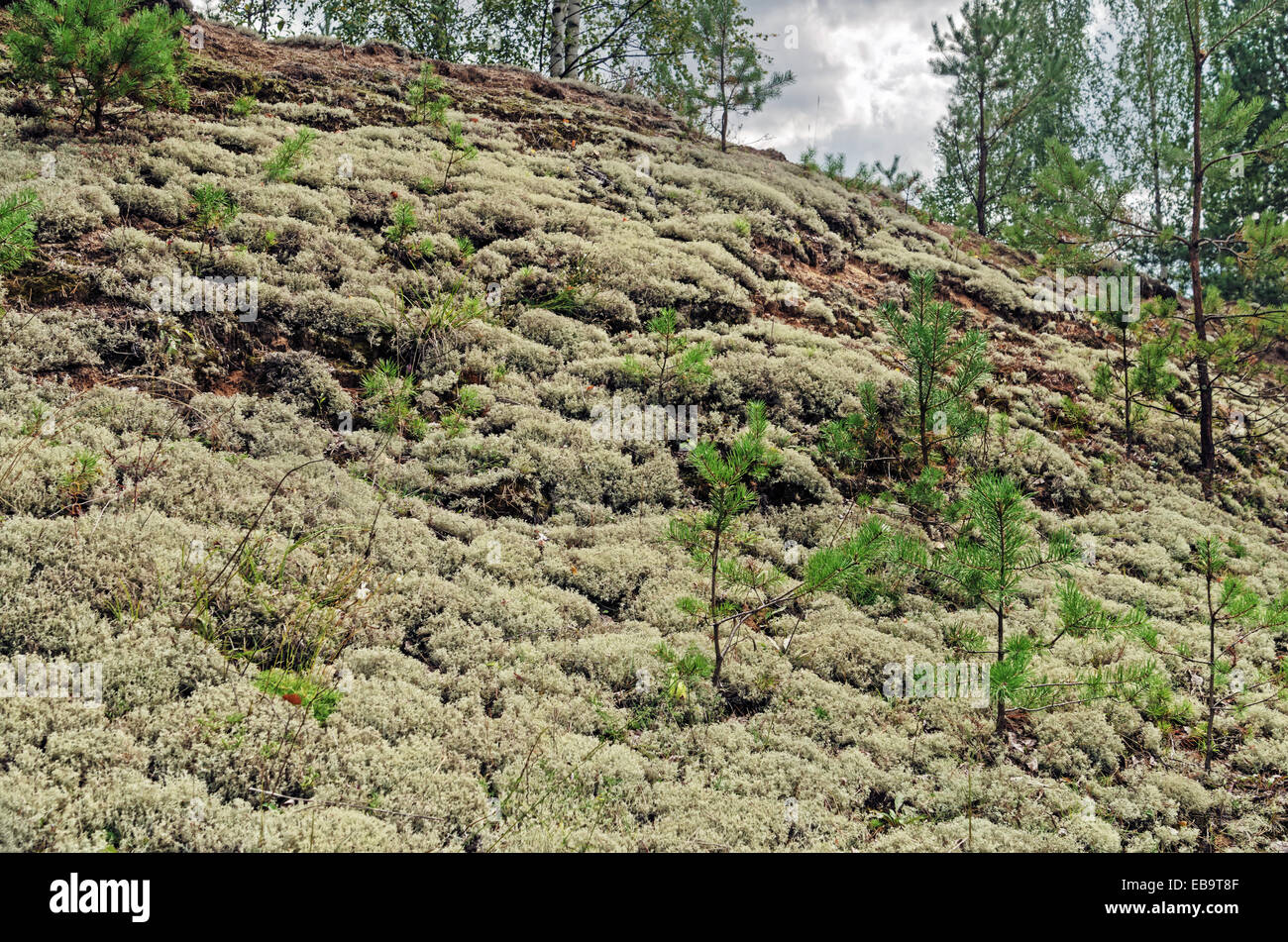 Pine forest. White moss carpet Stock Photo - Alamy