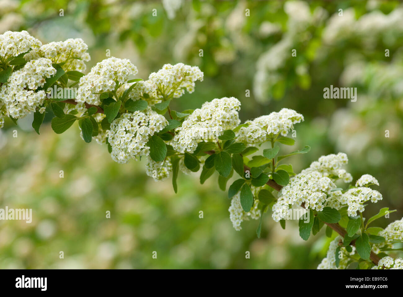 Henry's Spiraea (Spiraea henryi), blooming, native to China, Thuringia, Germany Stock Photo