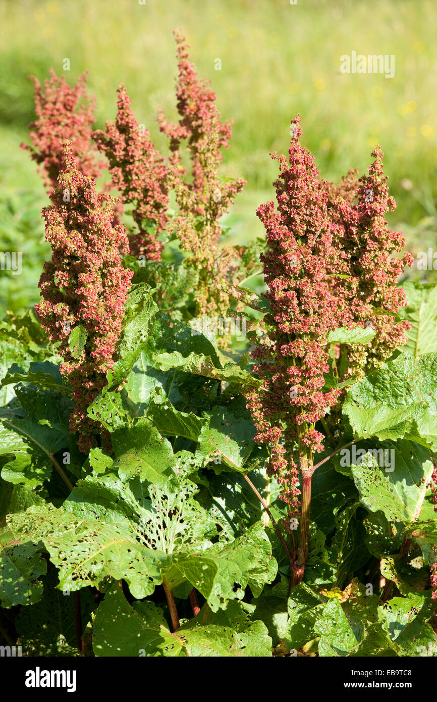 Alpine Sorrel or Monk's Rhubarb (Rumex alpinus), blooming, native to the mountains of Central and Southeastern Europe, Saxony Stock Photo