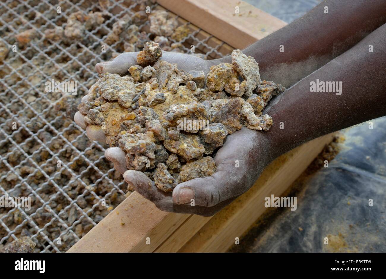 Employee of the Opuwu gum-resin factory holding resin drops of the Guggal, Guggul or Mukul Myrrh Tree (Commiphora wildii), the Stock Photo