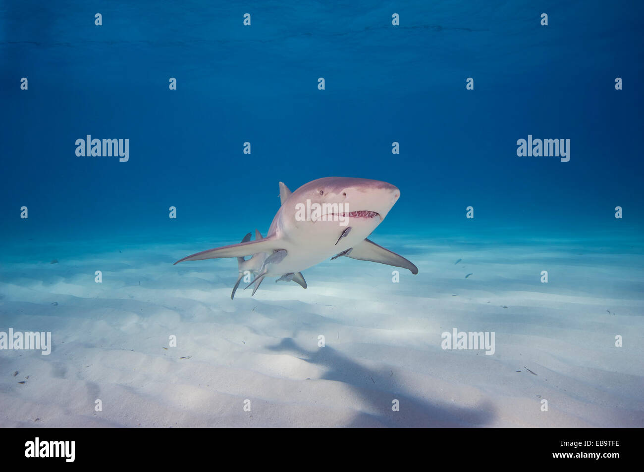 Lemon shark hires stock photography and images Alamy