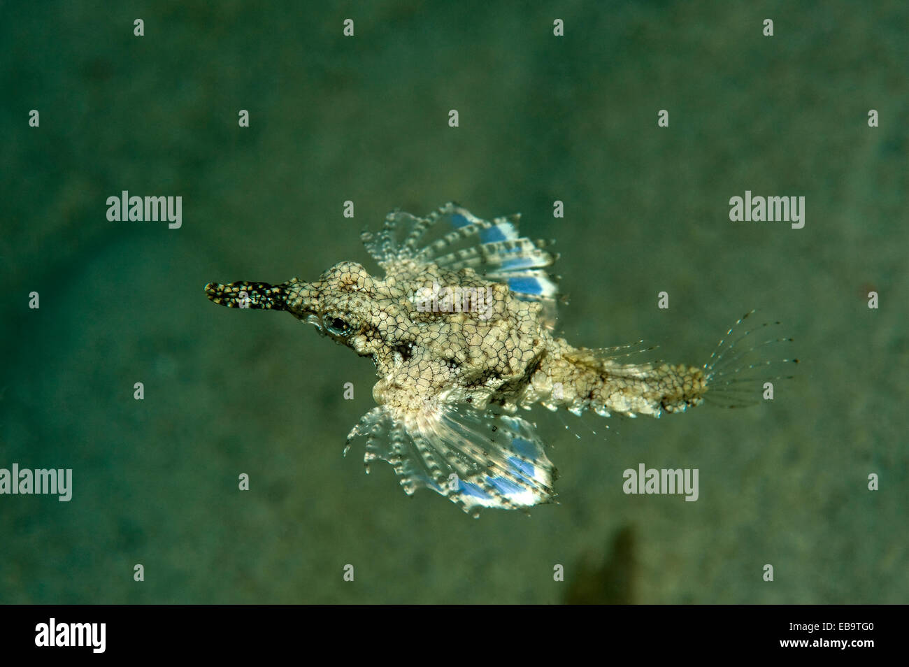 Short Dragonfish or Pegasus Sea Moth (Eurypegasus draconis), Philippines Stock Photo