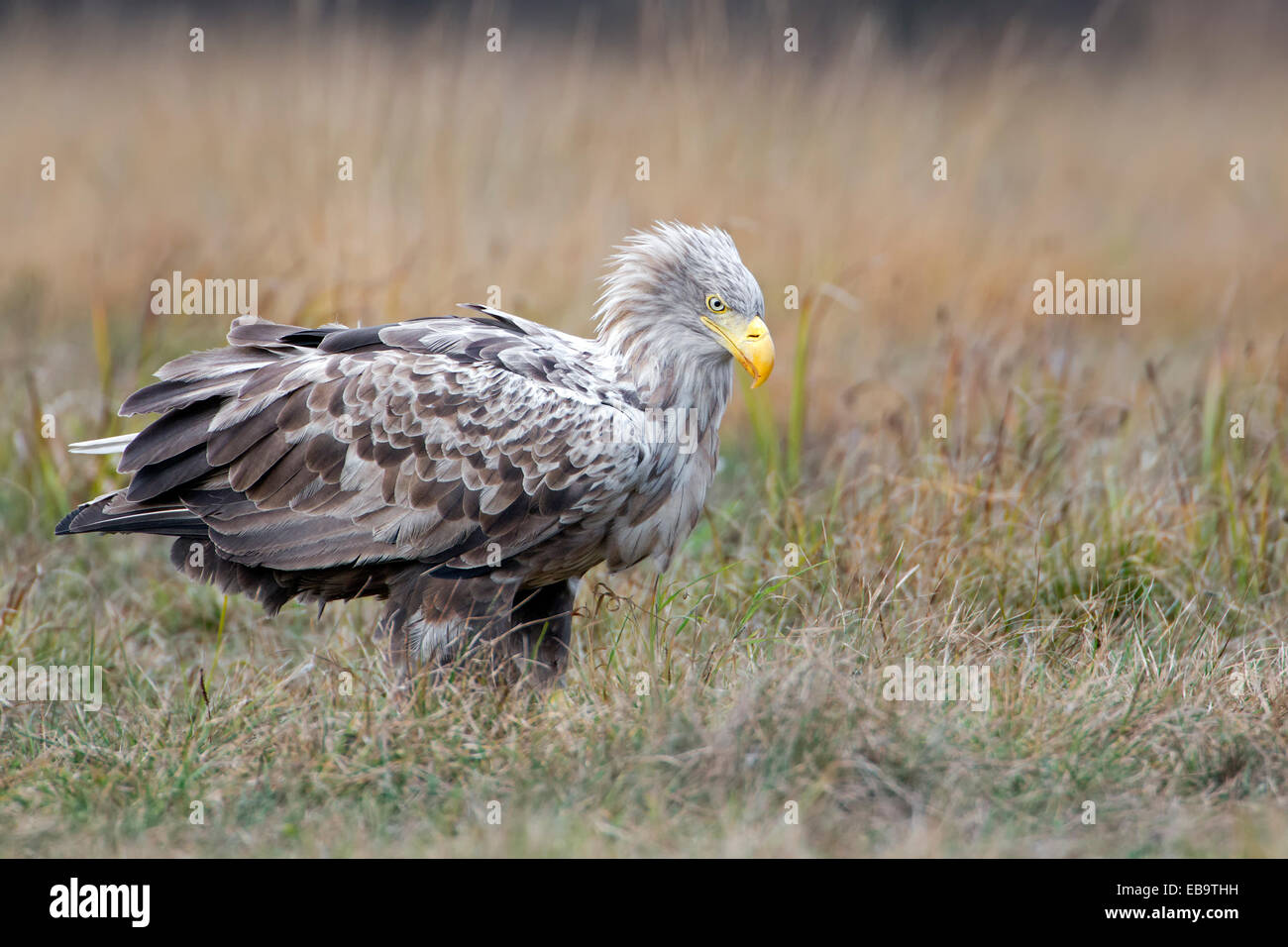White-tailed Eagle (Haliaeetus albicilla), adult, white head, foraging, Poland Stock Photo