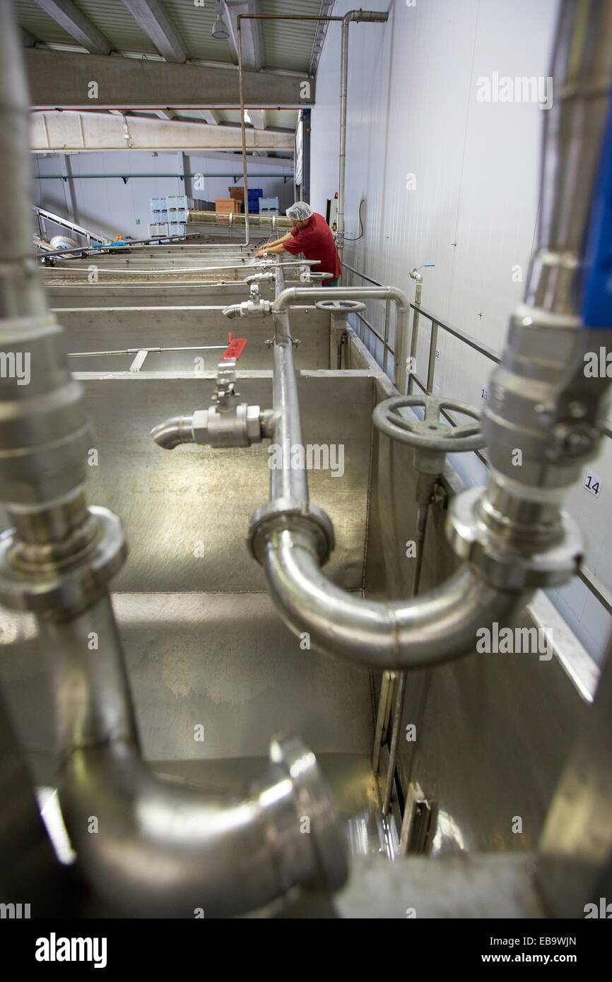 adult agri bean canned cannery canning center color image Depth of