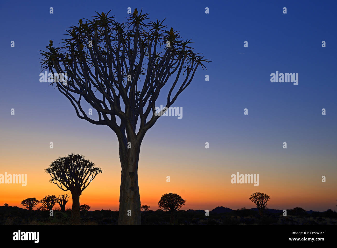 Quiver Trees or Kokerbooms (Aloe dichotoma) at sunset, Keetmanshoop, Karas Region, Namibia Stock Photo