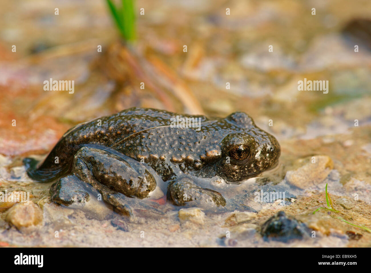 Common Midwife Toad (Alytes obstetricans), juvenile, Bad Hersfeld, Hesse, Germany Stock Photo