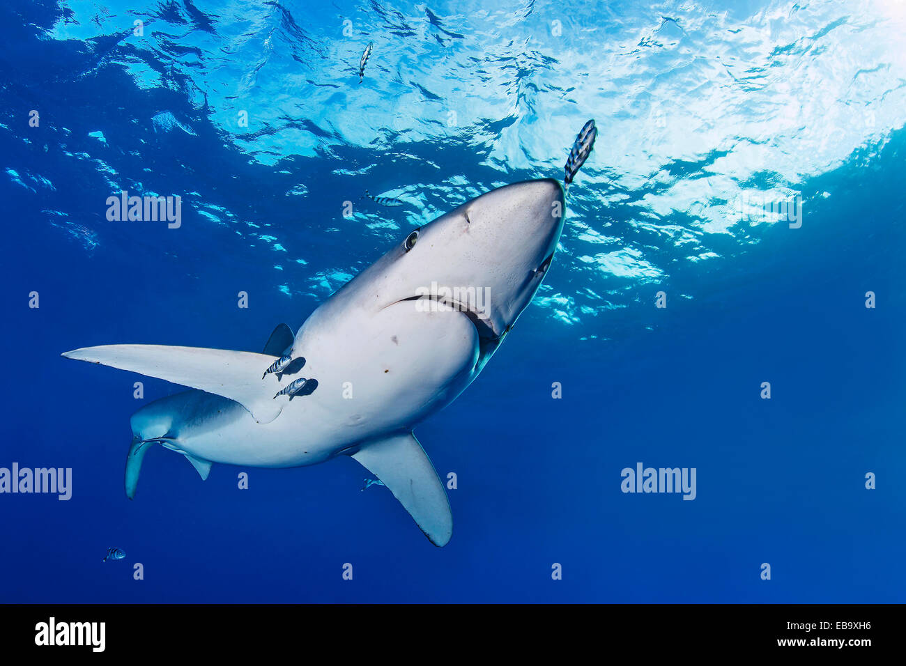 Blue Shark (Prionace glauca), Azores, Portugal Stock Photo