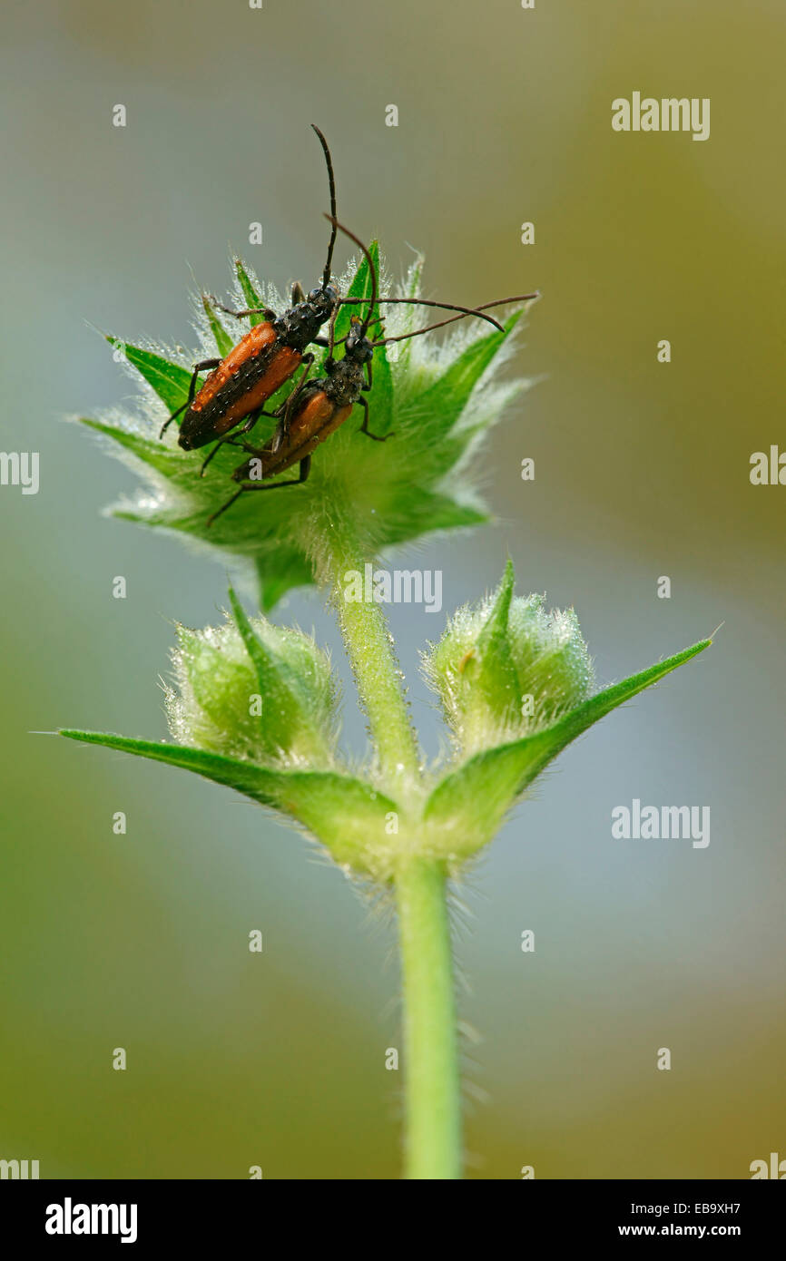 Fairy Ring Longhorn Beetles (Leptura livida), Bad Hersfeld, Hesse, Germany Stock Photo