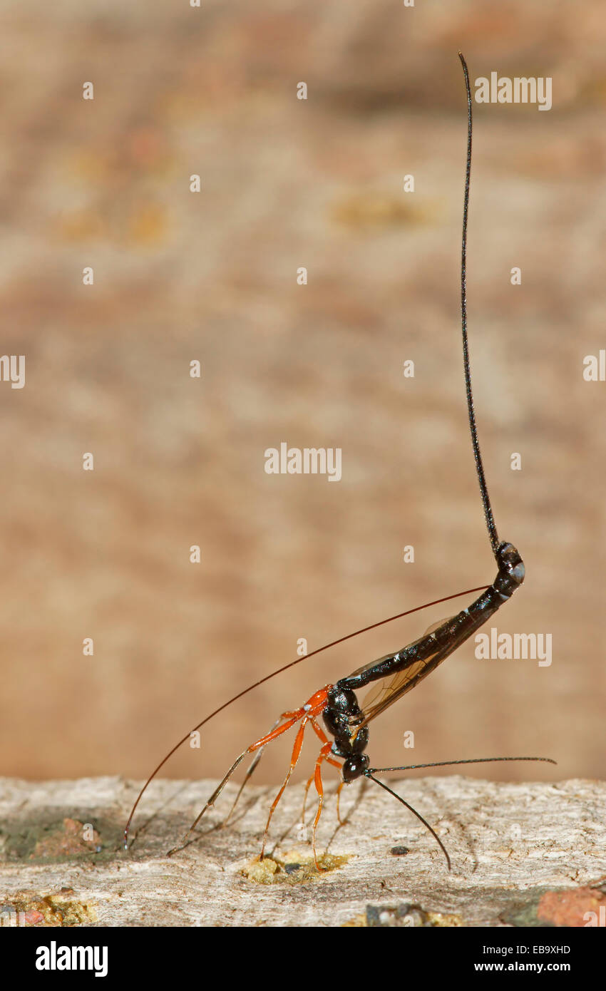 oviposition Wood wasp (Ephialtes manifestator) in the oviposition, Bad Hersfeld, Hesse,  Germany Stock Photo - Alamy