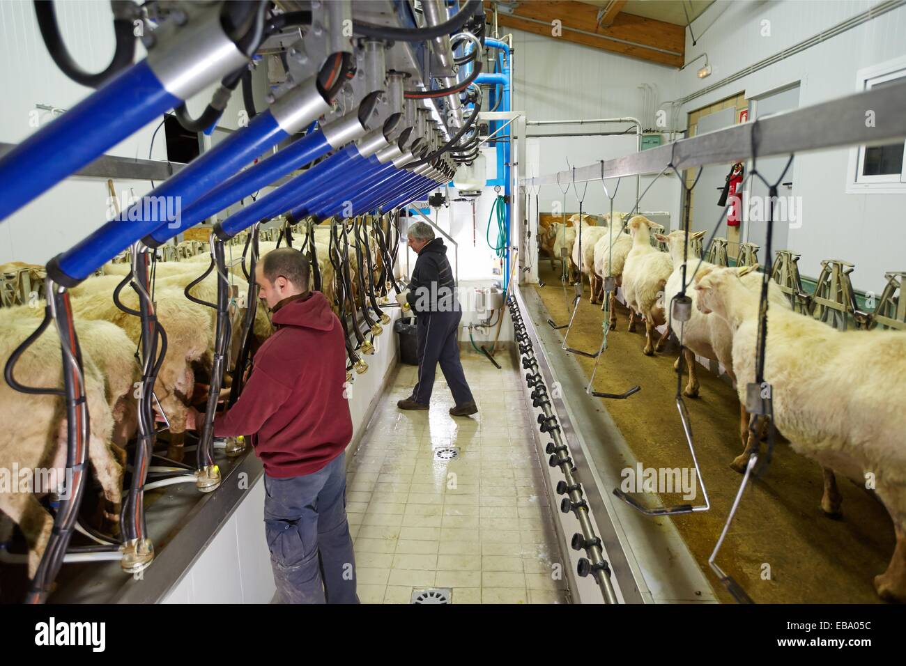 Milking sheep Dairy sheep being milked at a farm The farmers are