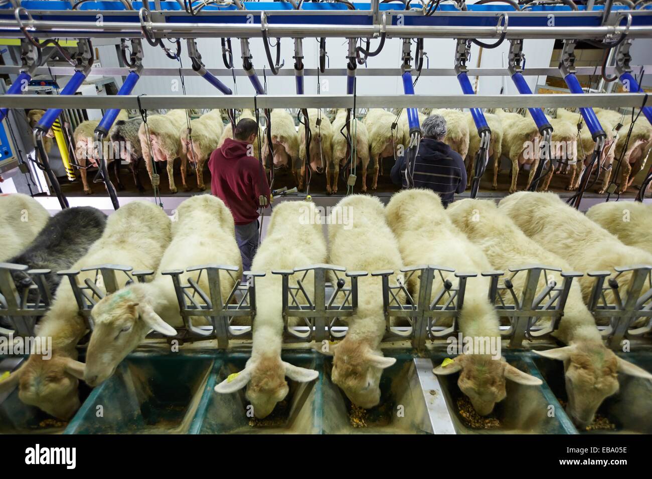 Milking sheep Dairy sheep being milked at a farm The farmers are
