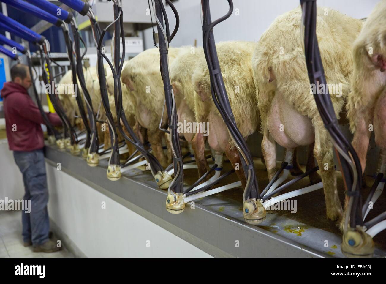 Full Udders High Resolution Stock Photography and Images Alamy