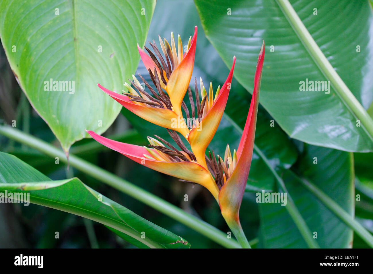 Red and yellow Lobster Claws (Heliconia aurantiaca) in a greenhouse