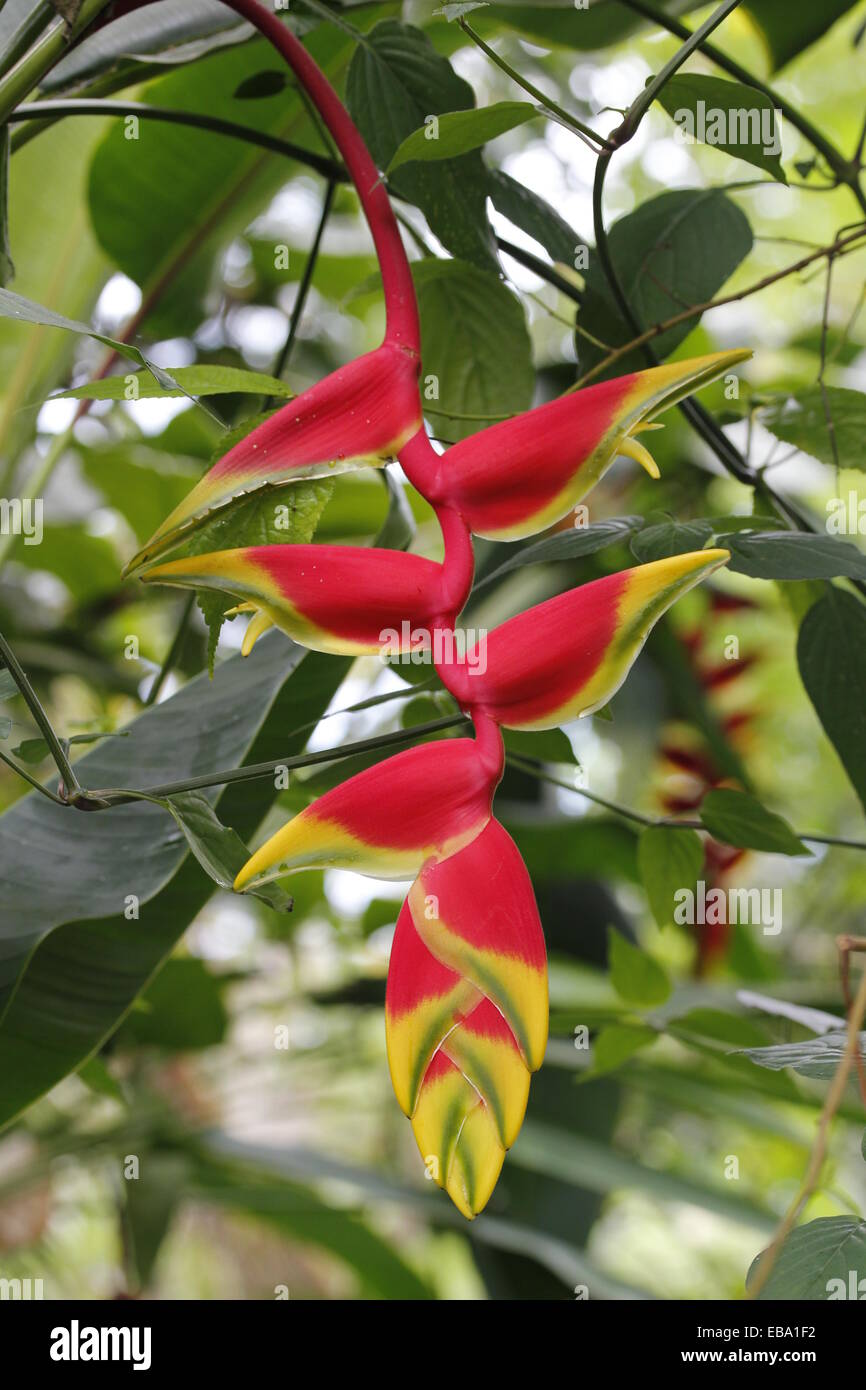 Pendent Heliconia (Heliconia pendula) in a greenhouse, botanical gardens of The Eden Project, St Austell, Cornwall, England Stock Photo