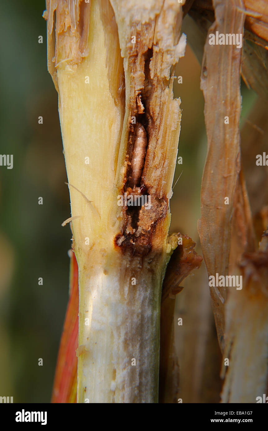 European corn borer damage hires stock photography and images Alamy