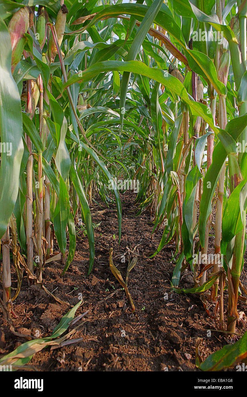 Corn field, near Bad Düben, Saxony, Germany Stock Photo