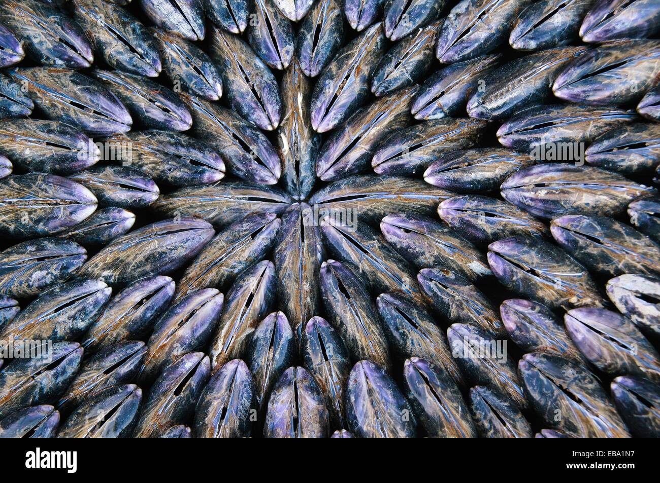 éclade de moules hires stock photography and images Alamy