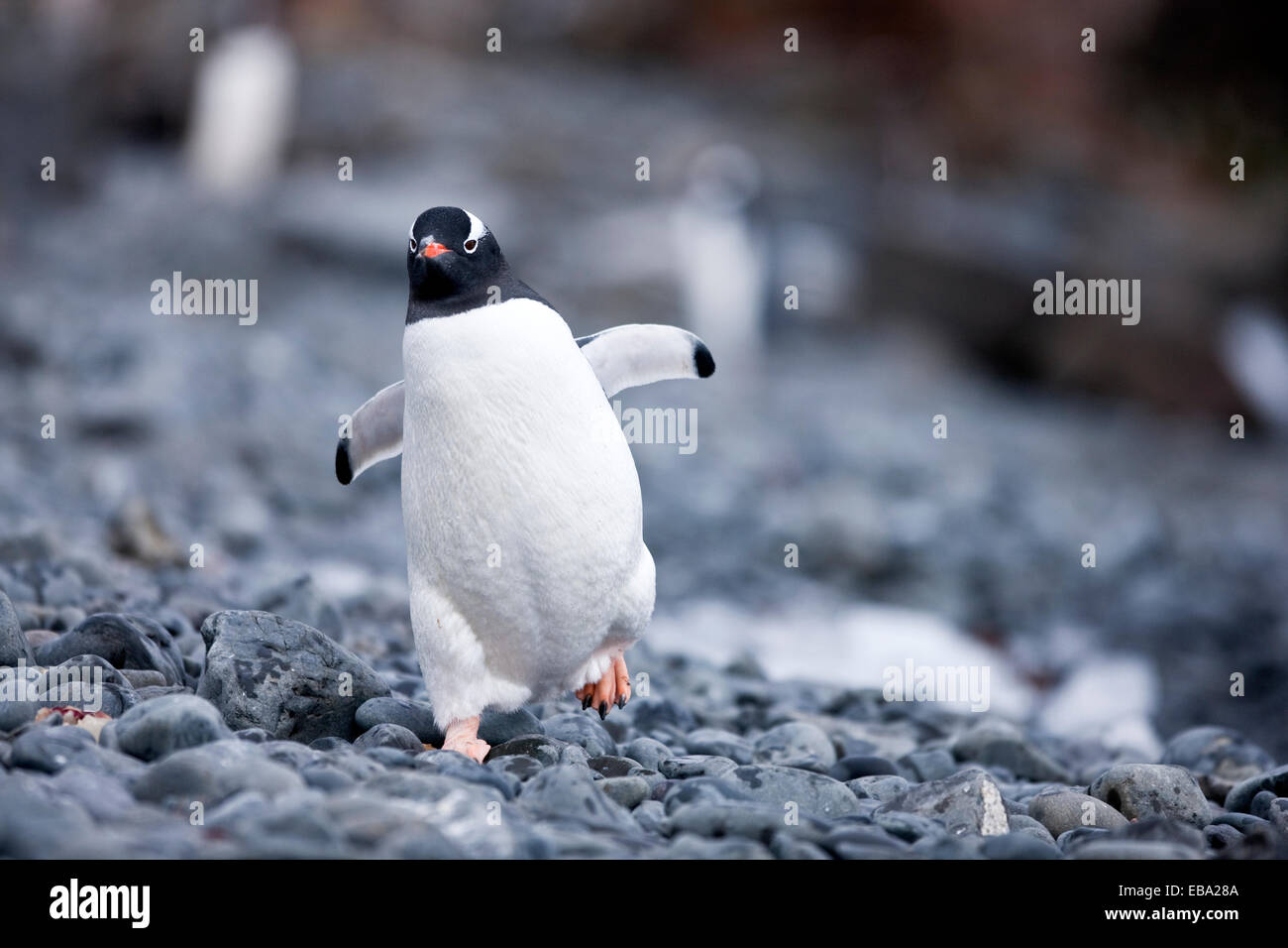 Gentoo penguin (Pygoscelis papua), Antarctic Peninsula, Antarctica Stock Photo