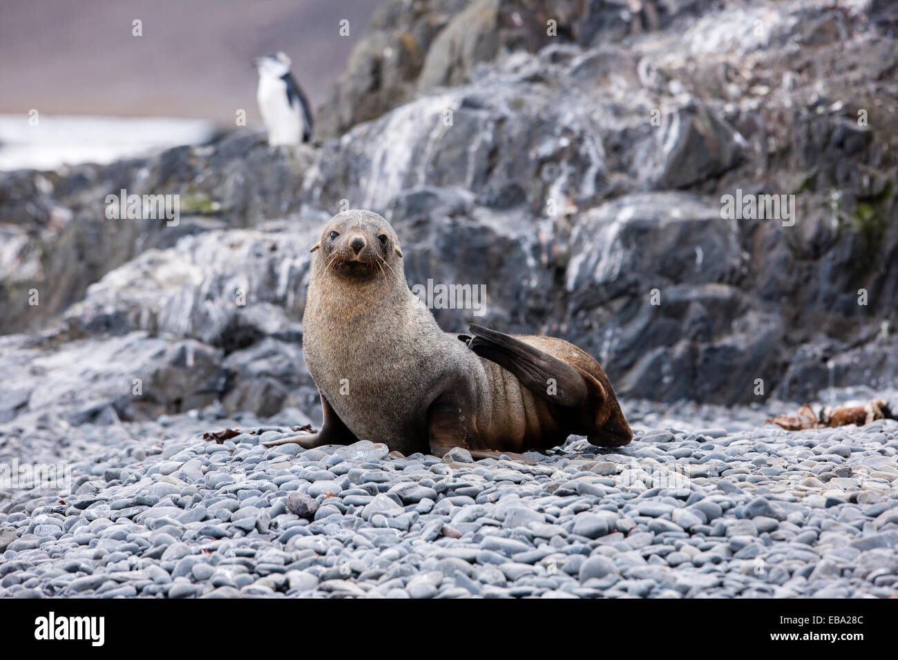 Antarctic fur seal (Arctocephalus gazella), Gentoo penguin (Pygoscelis papua) at the back, Antarctic Peninsula, Antarctica Stock Photo