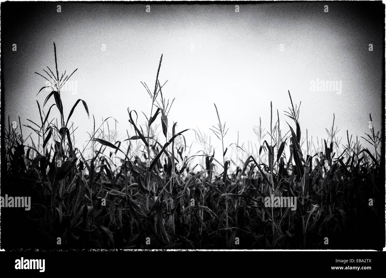 Maiz de campo hi-res stock photography and images - Alamy