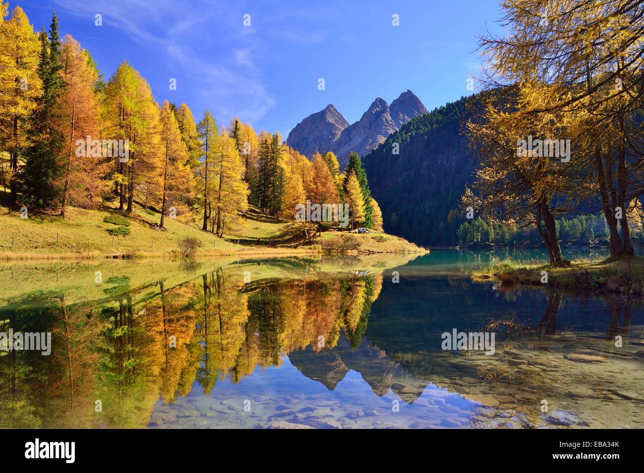 Autumnally coloured larch trees reflected in lake Lei da Palpuogna, Albula Pass, Canton of Graubünden, Switzerland Stock Photo