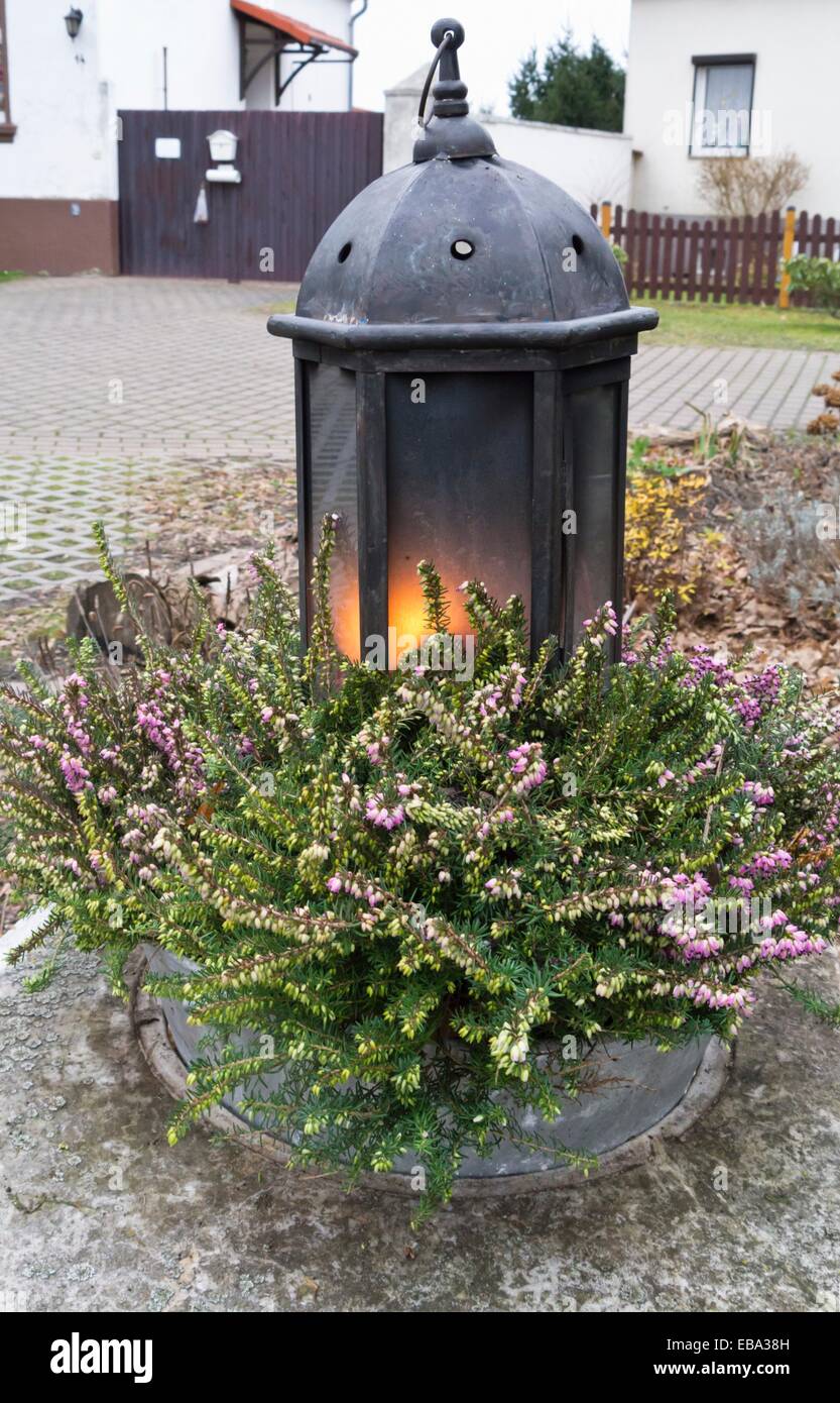 Winter heather (Erica carnea syn. Erica herbacea) with storm lamp Stock Photo