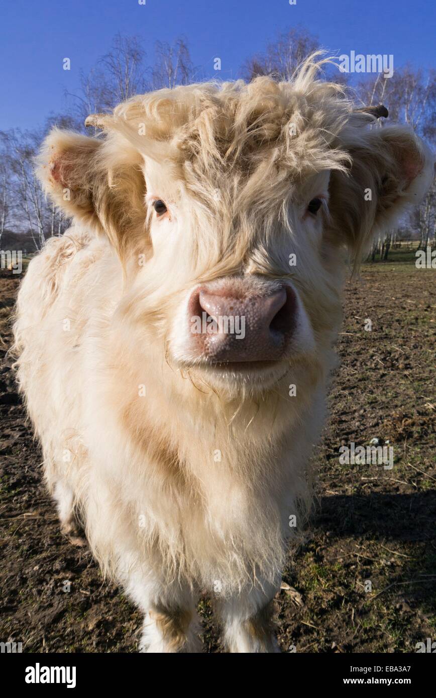 Scottish Highland cattle (Bos taurus) Stock Photo