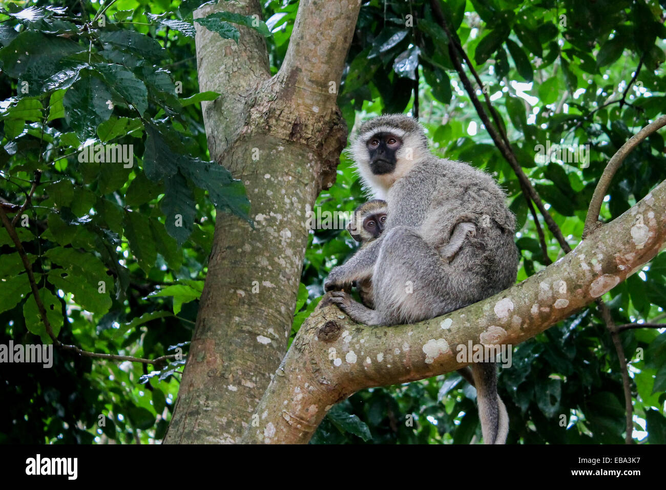 A female velvet monkey protects her newborn. Stock Photo