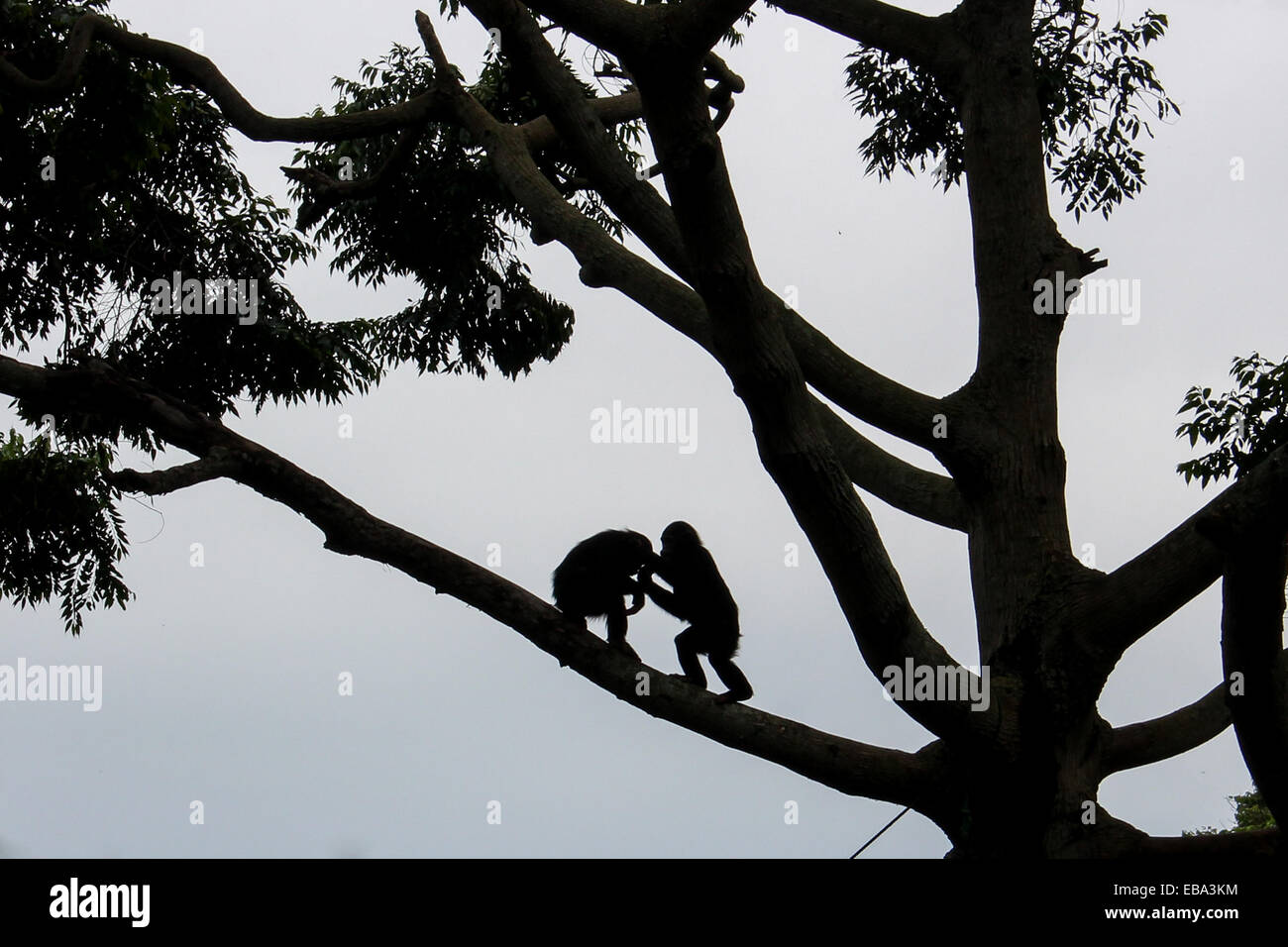 Two baby chimpanzee's play fight, high above Entebbe Zoo. Stock Photo