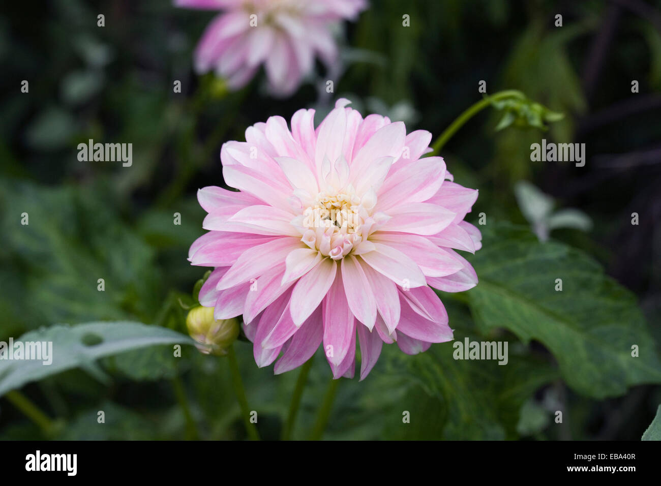 Pink Dahlias High Resolution Stock Photography and Images - Alamy