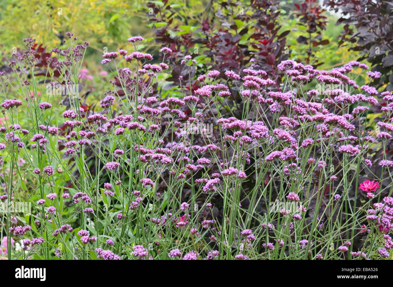 Purpletop vervain (Verbena bonariensis) Stock Photo