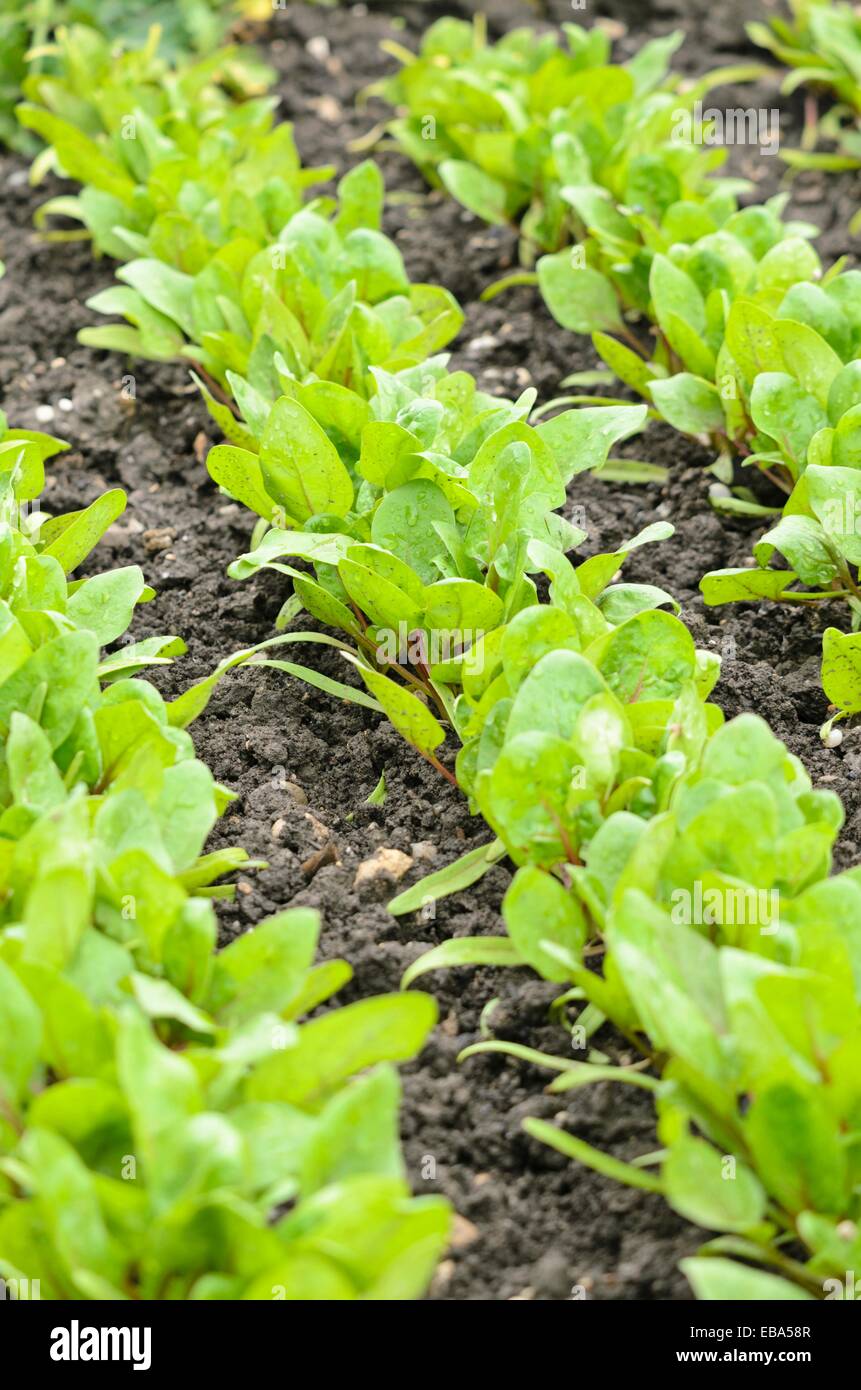 Spinach (Spinacia oleracea 'Red Cardinal') Stock Photo