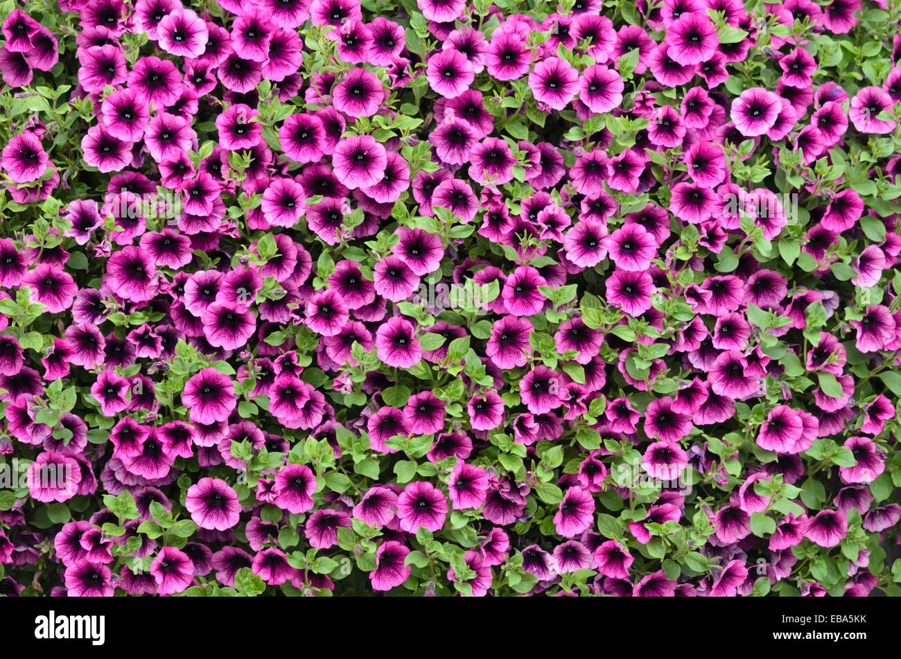 Petunia (Petunia Surfinia Merlot) Stock Photo