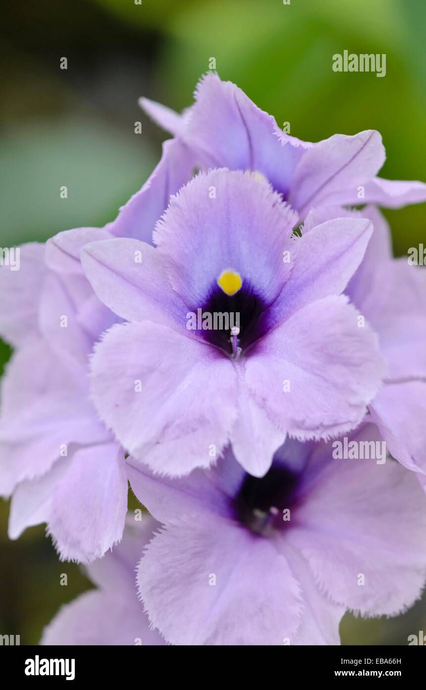 Water hyacinth (Eichhornia azurea) Stock Photo