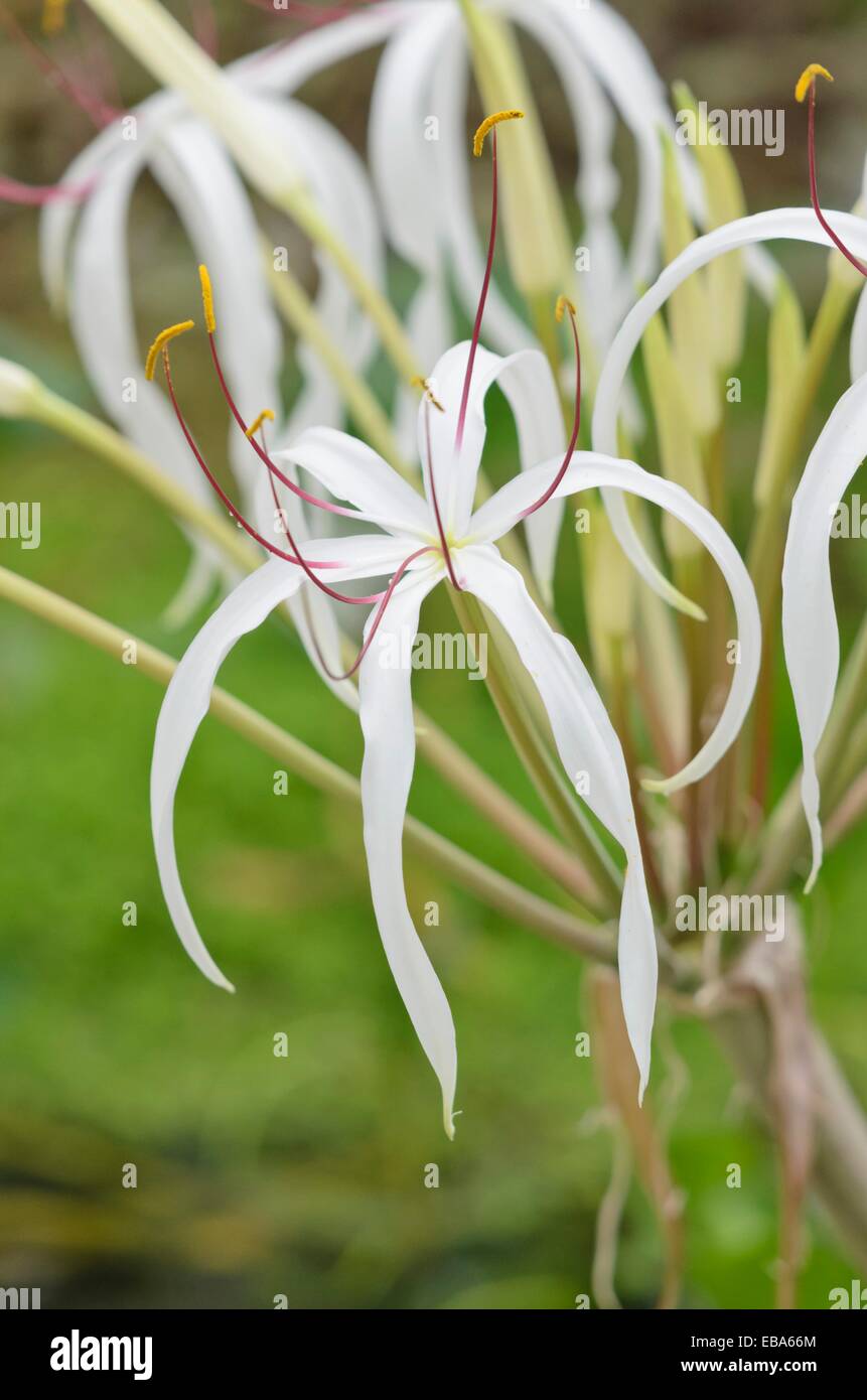 African lily (Crinum firmifolium) Stock Photo