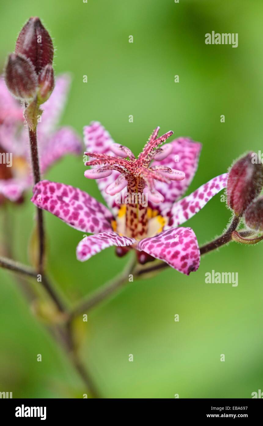 Toad lily (Tricyrtis T&M Hybrids) Stock Photo