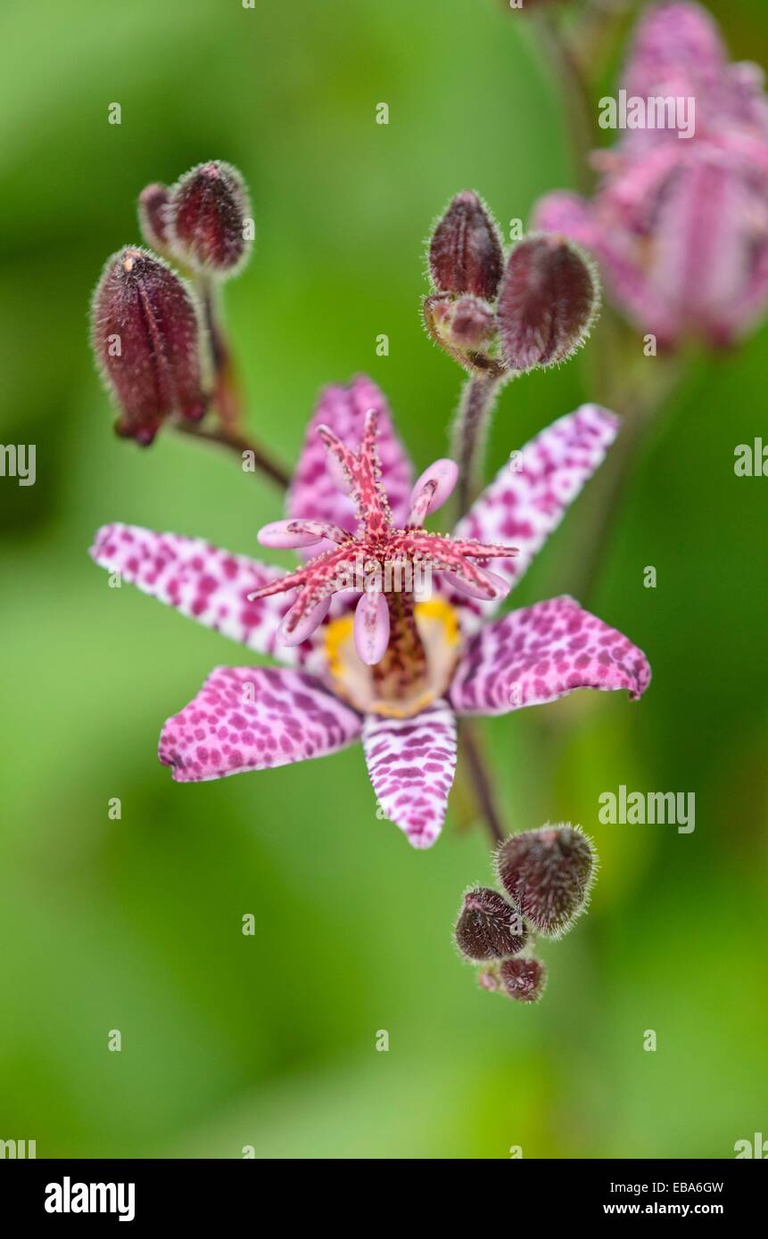 Toad lily (Tricyrtis T&M Hybrids) Stock Photo