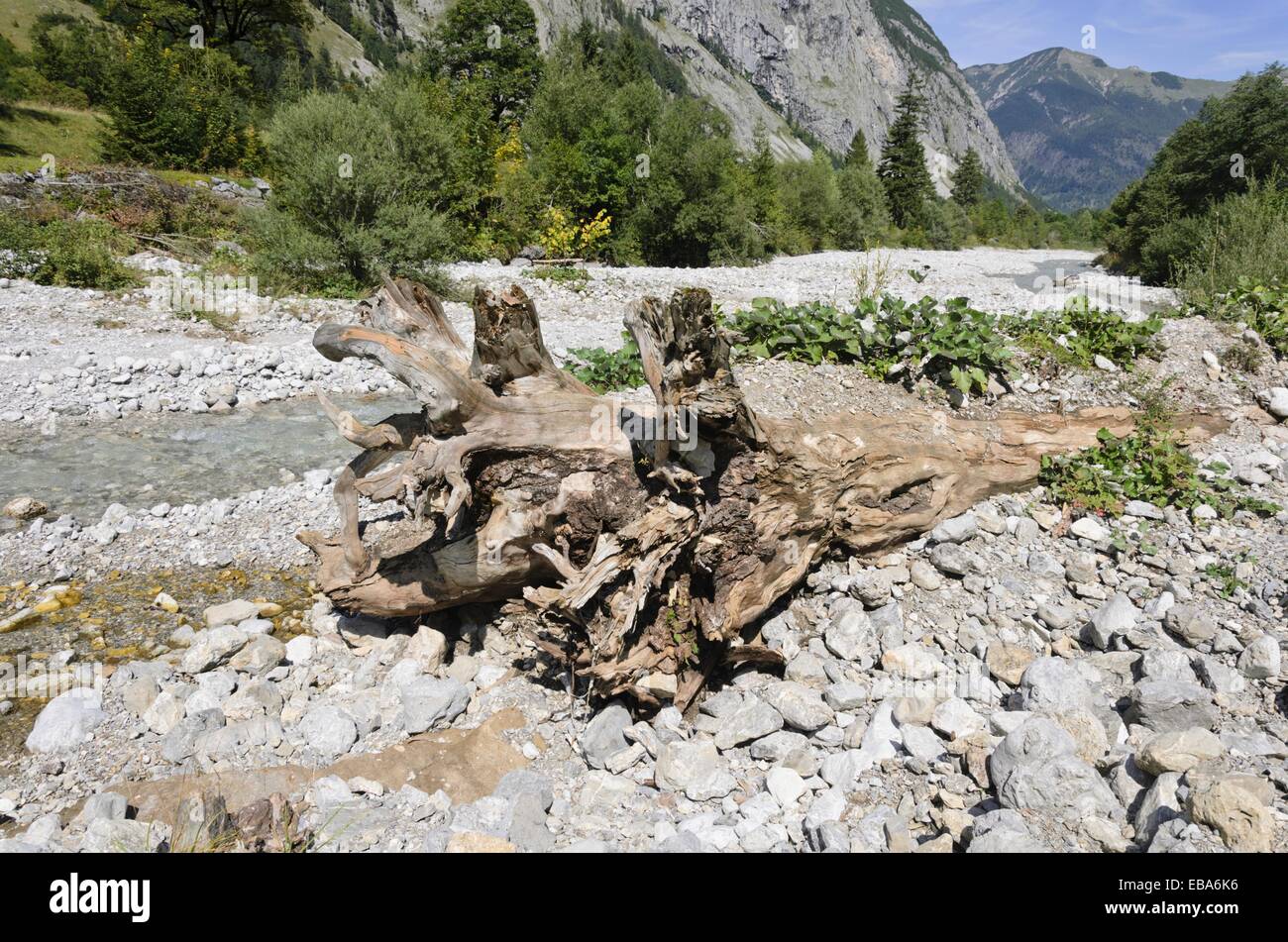 Overturned tree, Rißbachtal, Alpenpark Karwendel, Austria Stock Photo