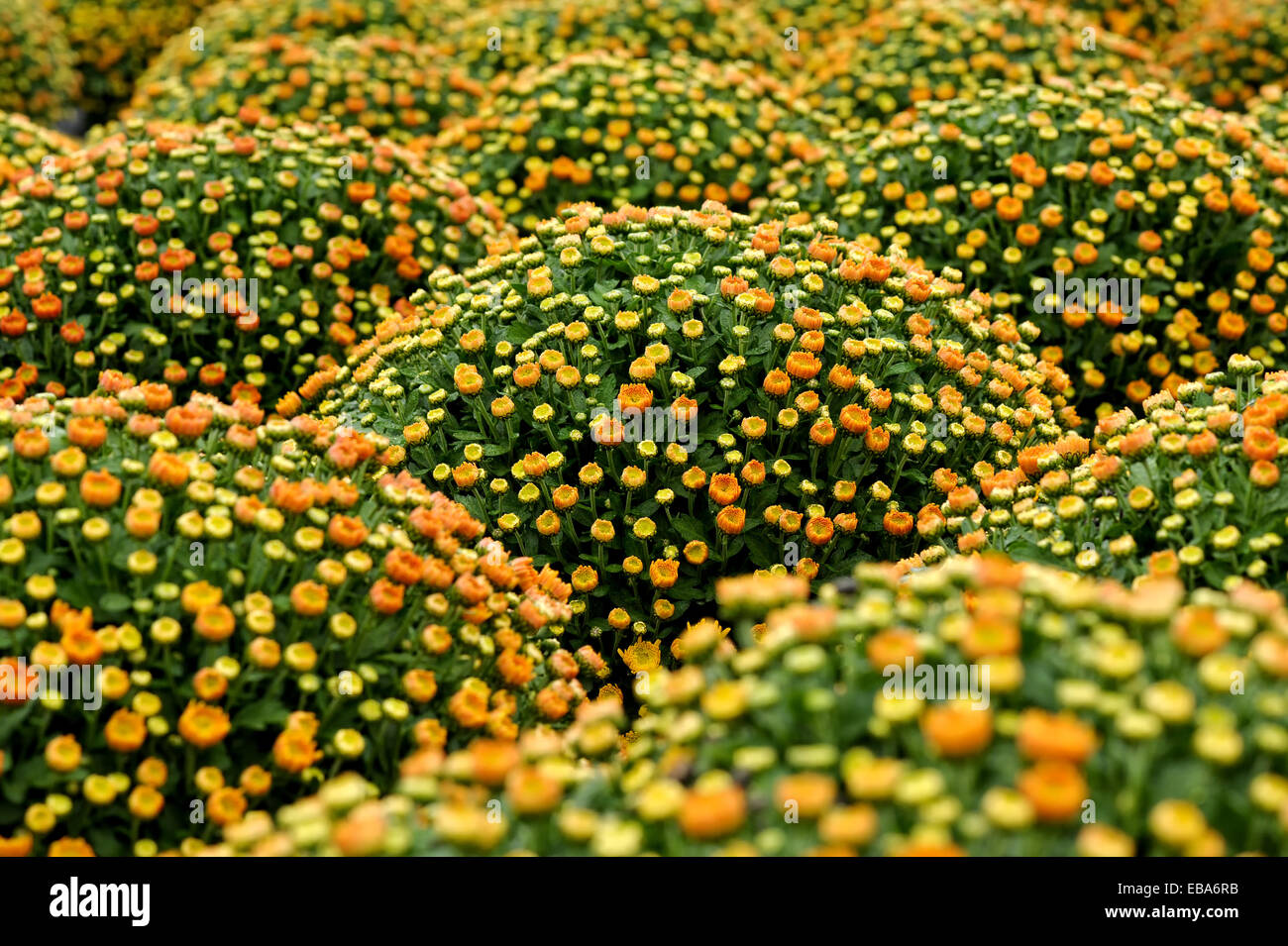 Plenty Beautiful and Fresh Small Orange and Yellow Chrysanthemum Stock Photo