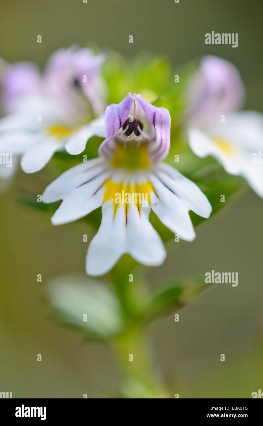 Eyebright (Euphrasia officinalis syn. Euphrasia rostkoviana) Stock Photo