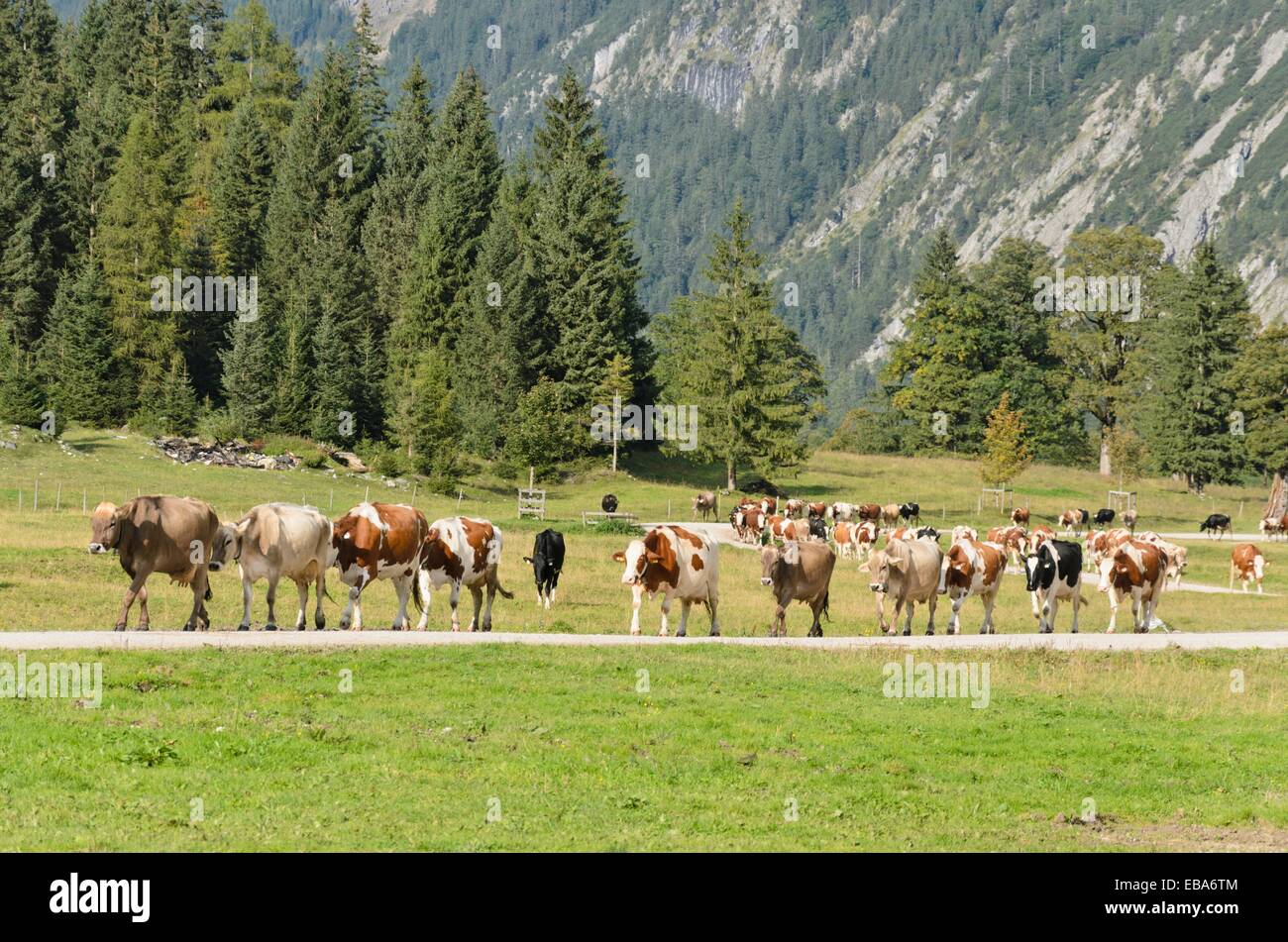 Cows walking to their stables, Enger Tal, Alpenpark Karwendel, Austria Stock Photo