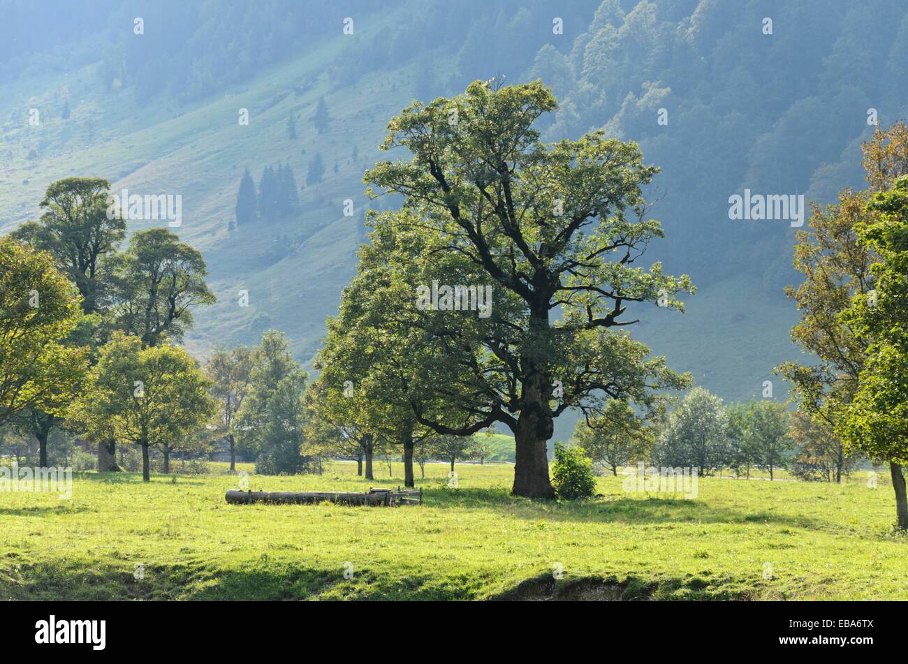 Sycamore maple (Acer pseudoplatanus), Enger Tal, Alpenpark Karwendel, Austria Stock Photo