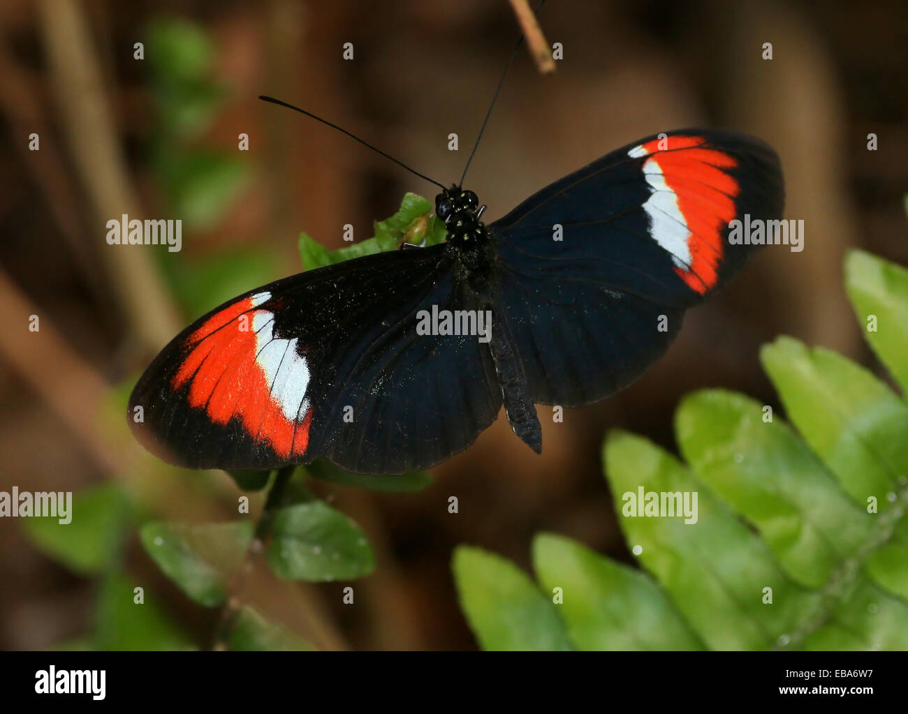 South American Heliconius heurippa butterfly, often considered a hybrid of Heliconius cydno and Heliconius melpomene. Stock Photo