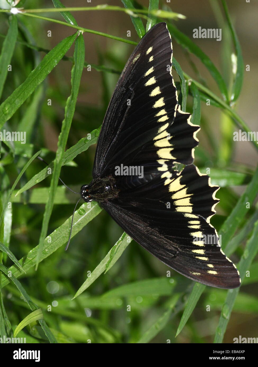 Gold Rim Swallowtail Butterfly (Battus polydamas), dorsal view Stock Photo