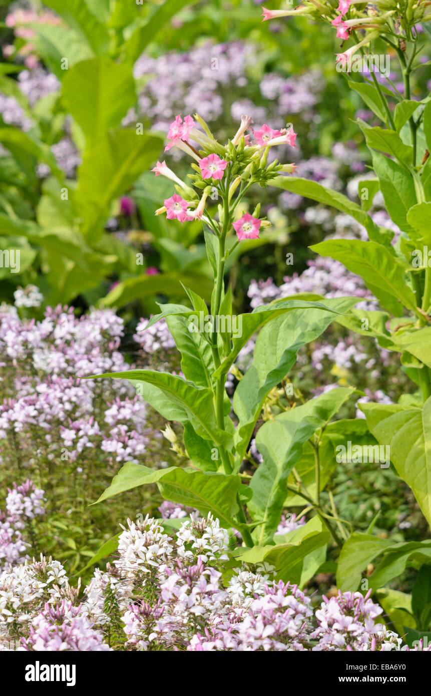 Flowering tobacco (Nicotiana sylvestris) and spider flower (Tarenaya hassleriana 'Señorita Rosalita' syn. Cleome hassleriana 'Señorita Rosalita') Stock Photo
