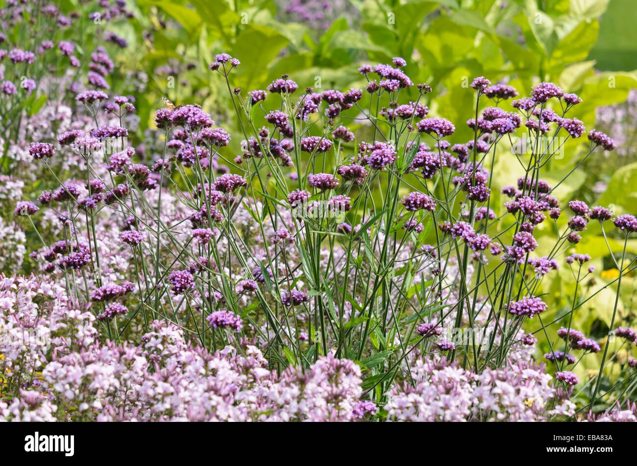 Purpletop vervain (Verbena bonariensis) and spider flower (Tarenaya hassleriana 'Señorita Rosalita' syn. Cleome hassleriana 'Señorita Rosalita') Stock Photo