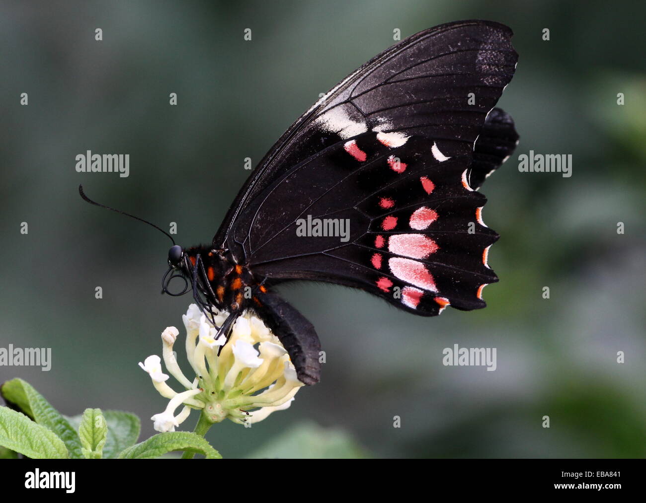 New World Ruby-spotted Swallowtail Butterfly (Papilio anchisiades), dorsal view A.k.a.  Red-spotted Swallowtail Stock Photo